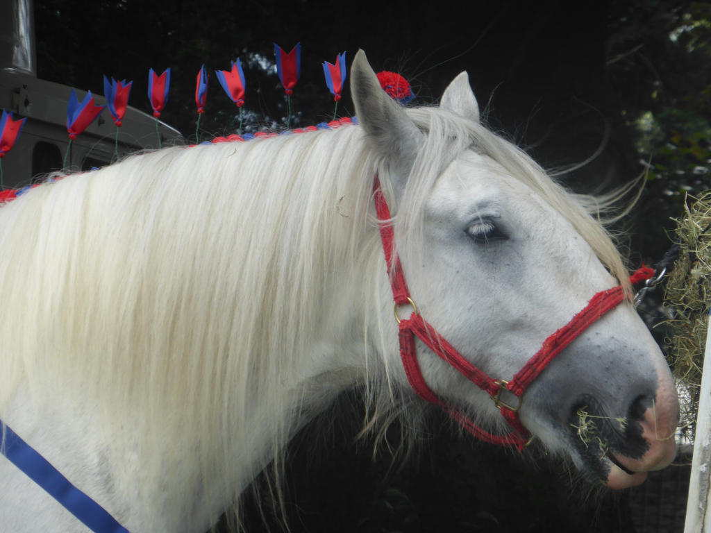 Shire Horse Stock