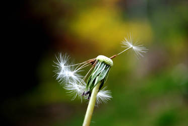 Dandelion.