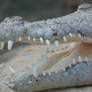 Crocodile's Mouth