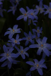 Blue Flowers