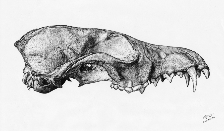 Vulpes