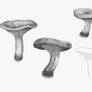 Paxillus involutus (sketches)
