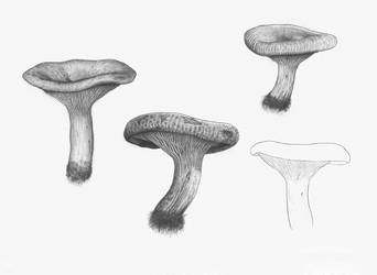 Paxillus involutus (sketches)