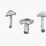 Inocybe erubescens (Deadly fibrecap)
