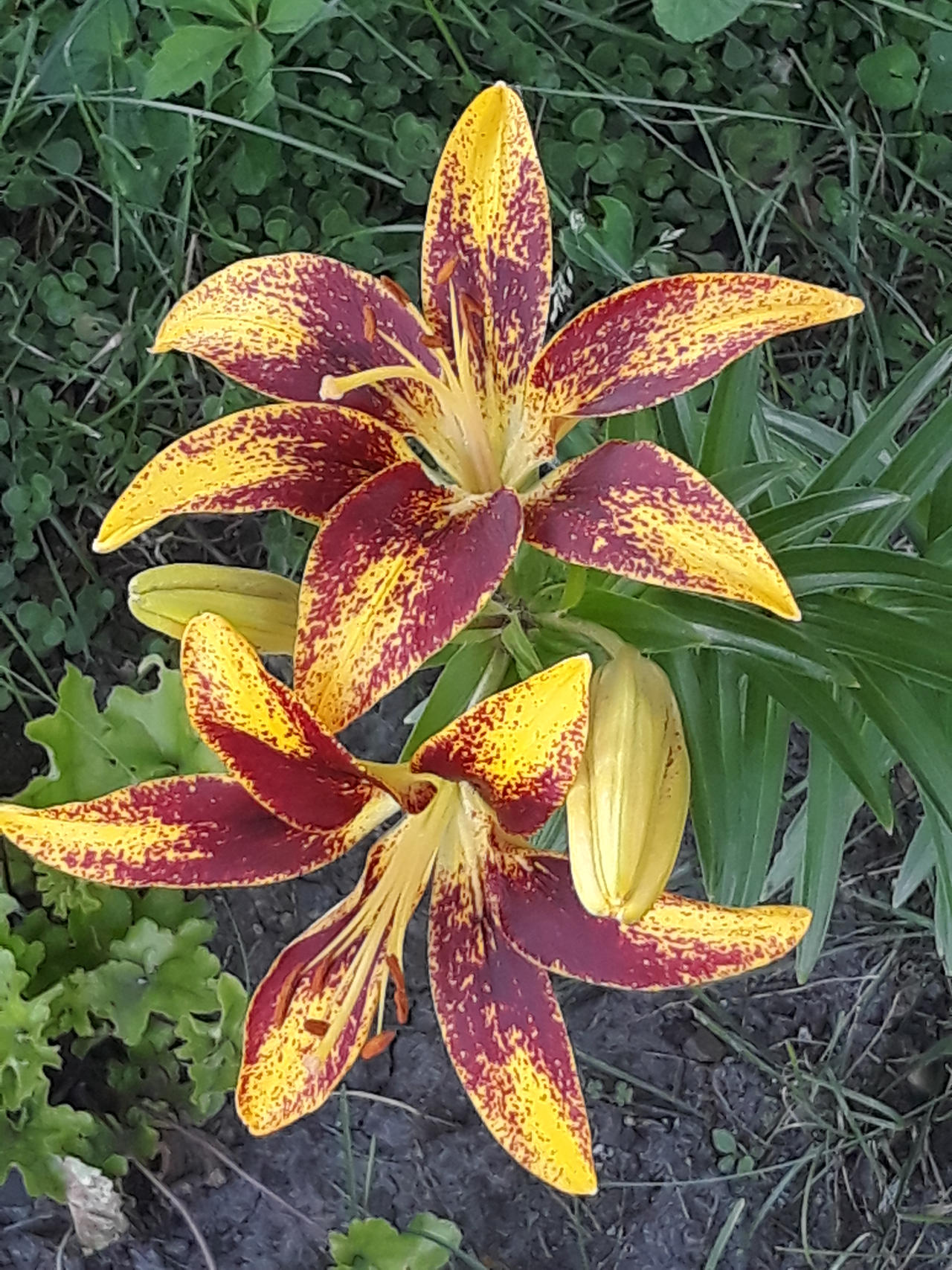 Lilies by Vanilla-Raptor on DeviantArt