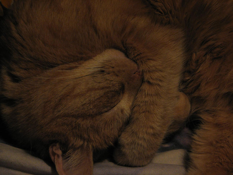 Sleeping Cat