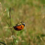 Ladybird 2