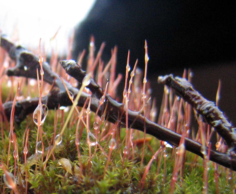 Moss on our gutter