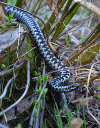 Common european viper