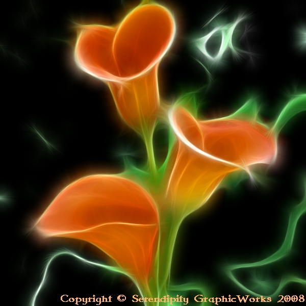 Calla Lillie's in the Dark