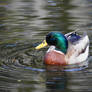 Duck in Whirlpool