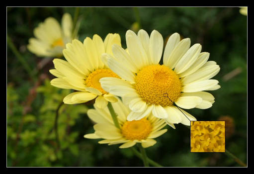 Flowers in Daisys