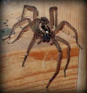 Wolf Spider