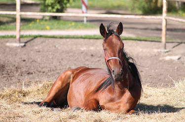 Sleepy horse