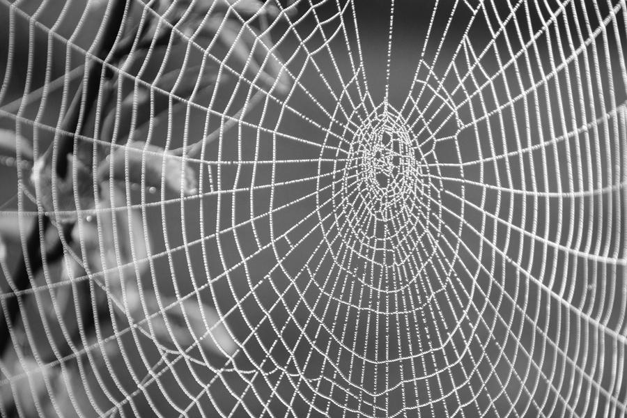 Webbed Shadows Webbed by SUSHImasterMaker on DeviantArt
