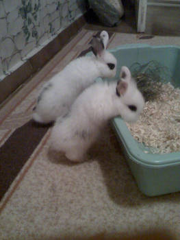 Cute lil bunnies