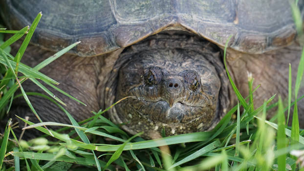 snapping turtle