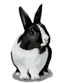 Rabbit - Realistic