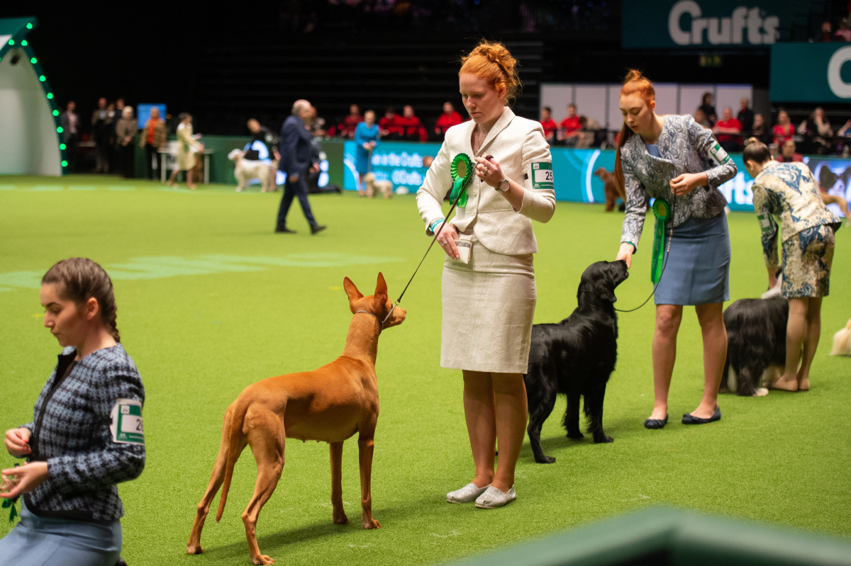 CACIB 2022 Crufts Dog Show By PedigreeAdmin On DeviantArt cacib-2022-crufts-dog-show-by-pedigreeadmin-on-deviantart