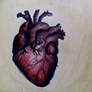 Human Heart