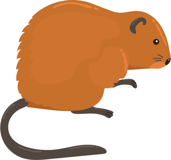 Muskrat Sticker Muskrat by Keyser2310 on DeviantArt