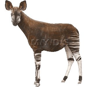 Okapi by Keyser2310 on DeviantArt