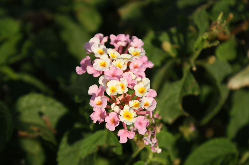 Flower Cluster