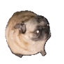 Pug dancing