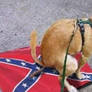 Dog pooping on confederate 