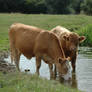 Cows drinking 2