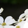 Dogwood