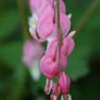 Bleeding Heart