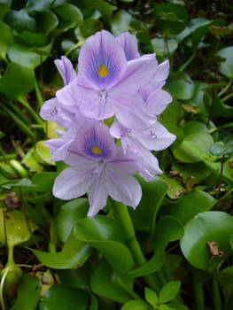 Purple water Hyacinth