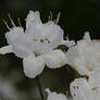 Marred beauty