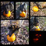 Pumpkin Carving for Dogs