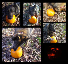 Pumpkin Carving for Dogs