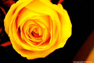 Yellow rose