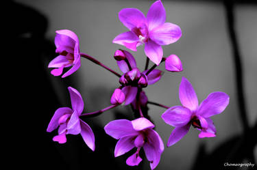 purple flower