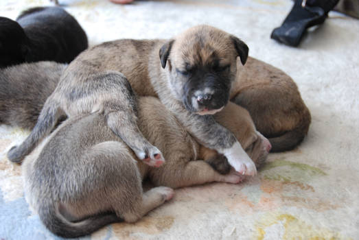 Puppy pile