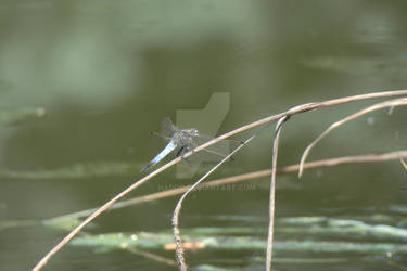 Dragonfly in rest