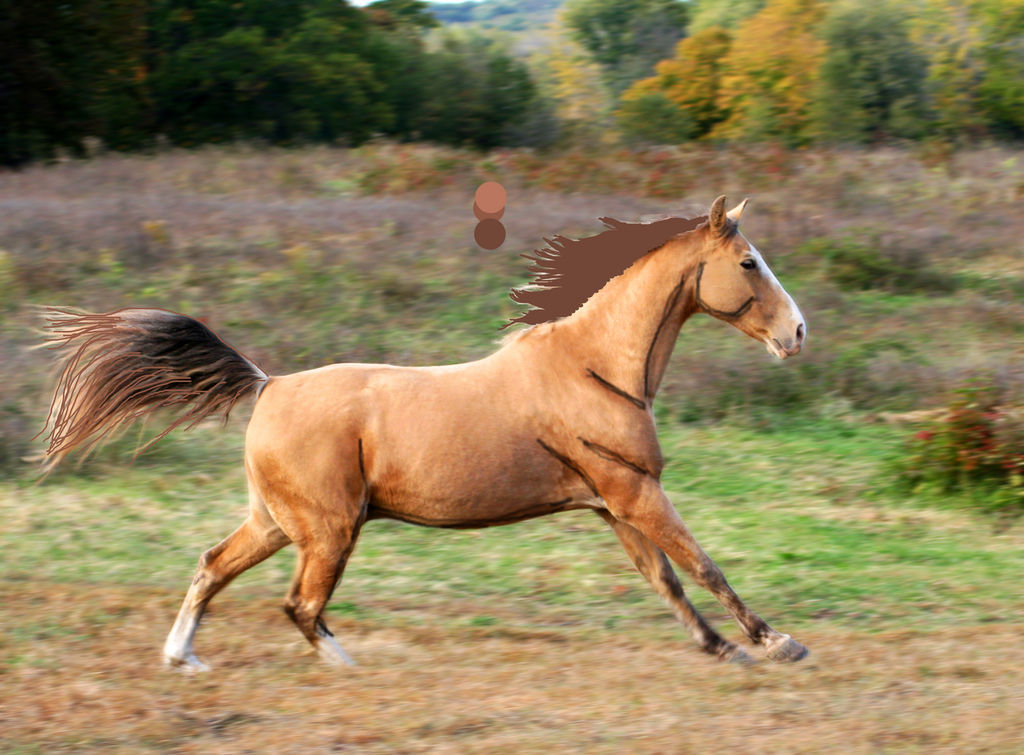 Лошадки 1 5. КСК Голден Хорс. Златогривая лошадь. «Лошади»1. Лошадь Живая златогривая.