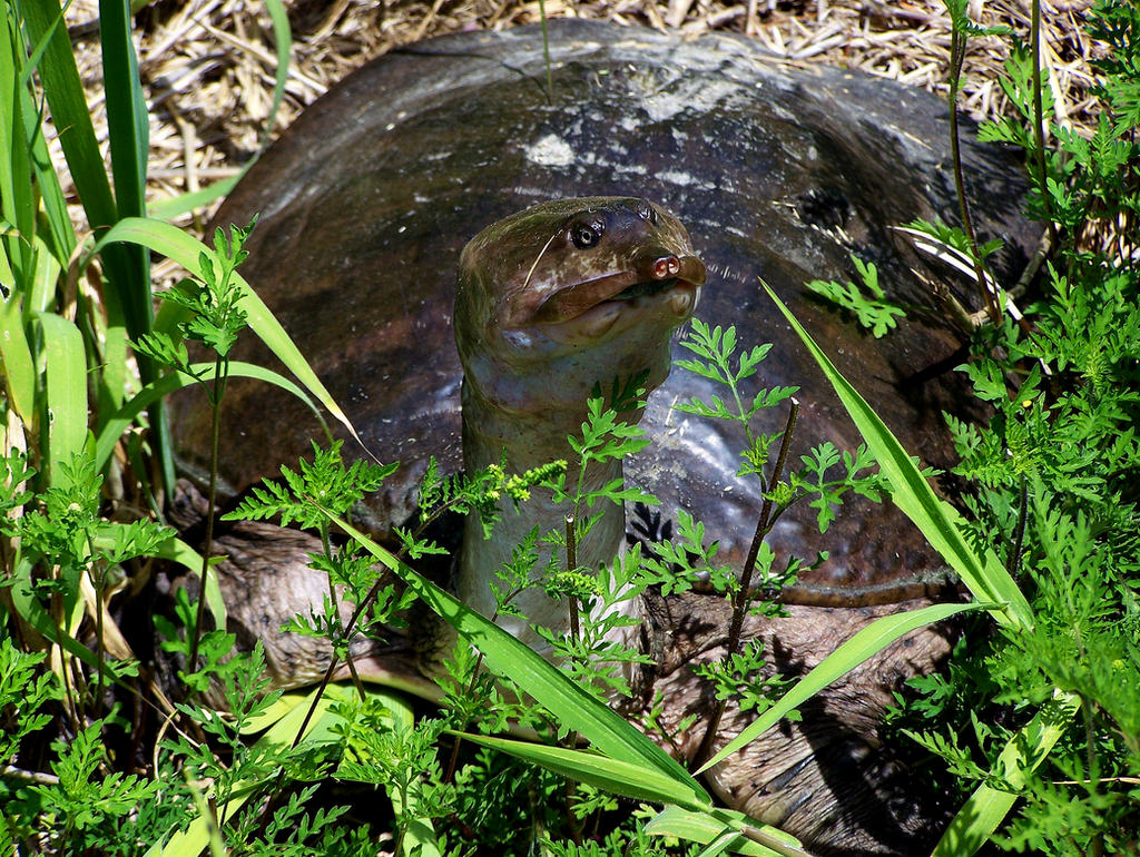 Deviantart Softshell Turtle florida softshell by DLRinSRQ on DeviantArt