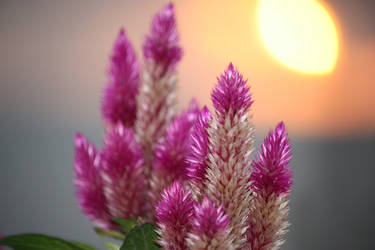 Celosia