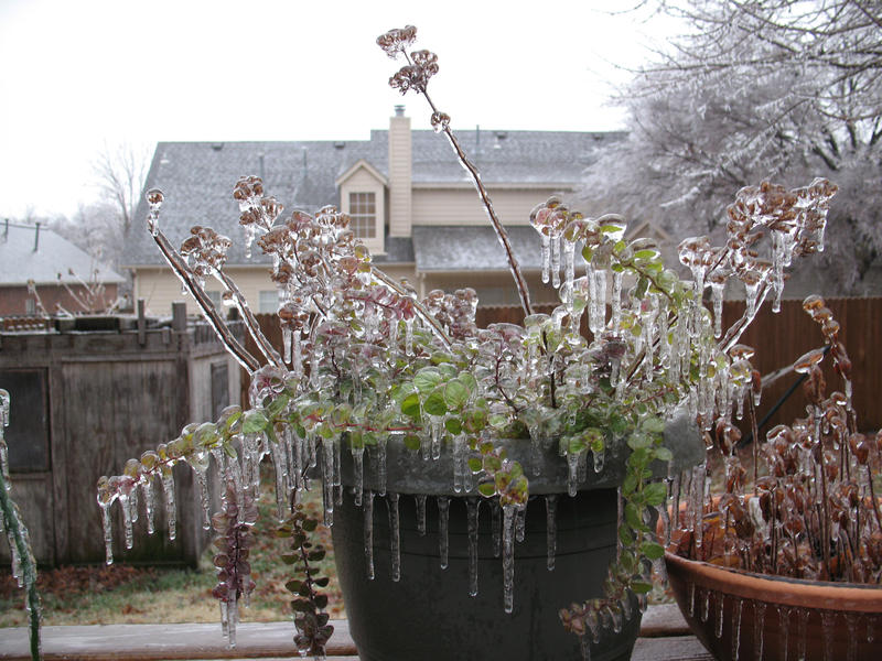 Frozen Plants by aislynn05 on DeviantArt