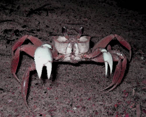 Ghost Crab