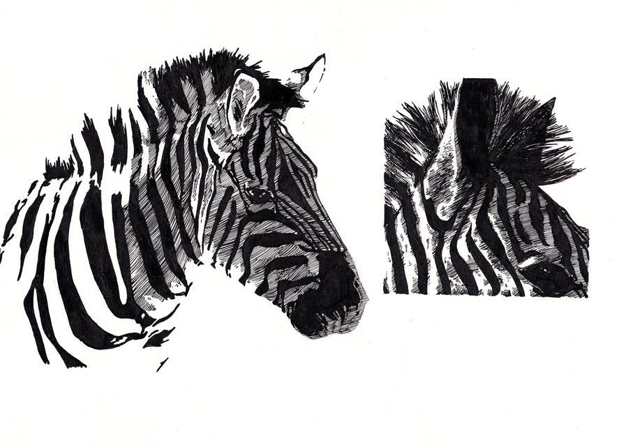 Zebre