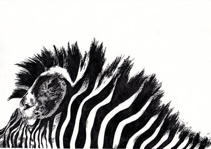 Zebra