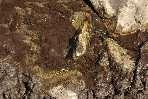 Mud, Silt, and Algae by afreaknamedallie on DeviantArt