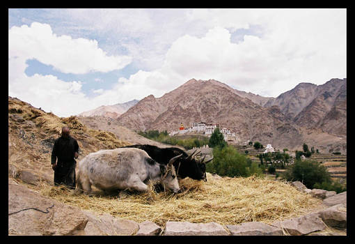 Farmers in Ladakh