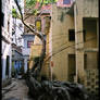 Tree in Varanasi